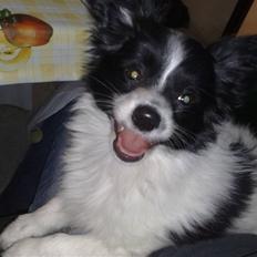 Papillon Balou *Bor Hos Veninde*