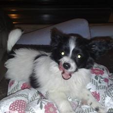 Papillon Balou *Bor Hos Veninde*