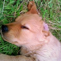 Golden retriever Soey