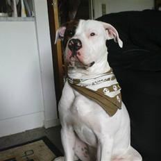 Amerikansk bulldog Sofus