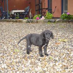 Blanding af racer Laban<333