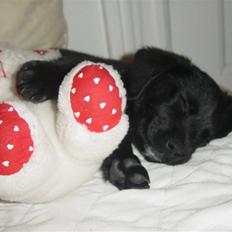 Blanding af racer Laban<333