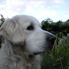 Golden retriever Lady Cinderella's Appolon