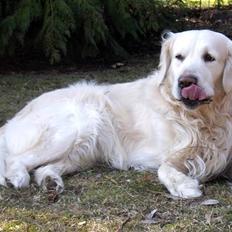 Golden retriever Lady Cinderella's Appolon