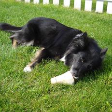 Islandsk fårehund Solargeisli Eiga