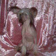 Chinese crested hårløs Dianna Cool Lady