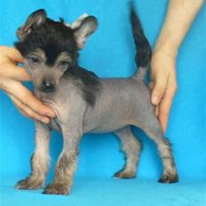 Chinese crested hårløs Dianna Cool Lady