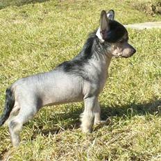 Chinese crested hårløs Dianna Cool Lady