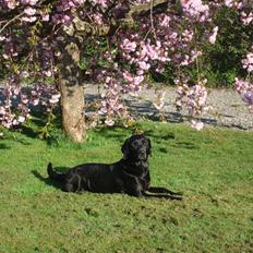 Labrador retriever Twix