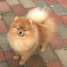 Pomeranian Riku
