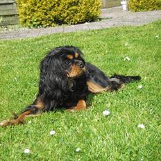 Cavalier king charles spaniel Freya