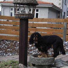 Cavalier king charles spaniel Freya