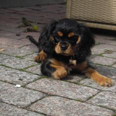 Cavalier king charles spaniel Freya