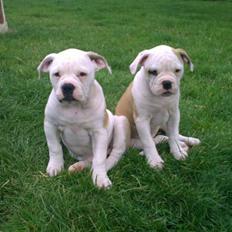 Olde english bulldogge Kecia (R.I.P.)