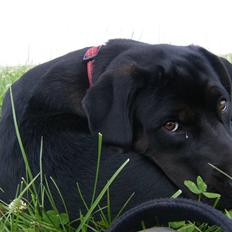 Blanding af racer Gaya