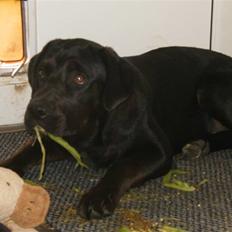 Blanding af racer Gaya