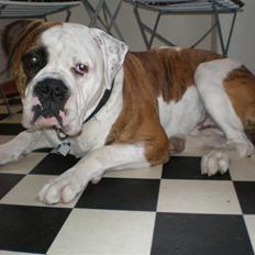 Amerikansk bulldog Spanger's Amon-Re
