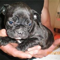 Fransk bulldog Oscar