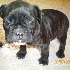 Fransk bulldog Oscar