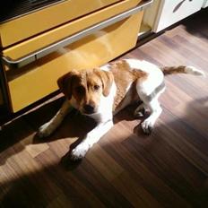 Dansk svensk gaardhund Vaks