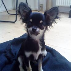 Chihuahua Fie / Fifferberg ;-)