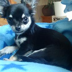 Chihuahua Fie / Fifferberg ;-)