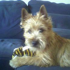 Cairn terrier Fidel