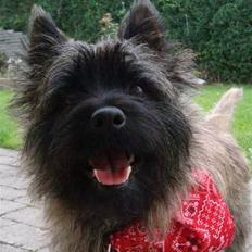 Cairn terrier Tyson