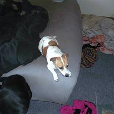 Jack russell terrier winnie