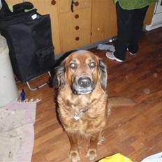 Blanding af racer Trunte R.I.P.