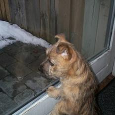 Cairn terrier Tyson
