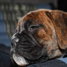 Boxer EMMA