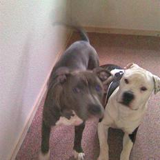Blanding af racer Cassie <3        R.I.P. 