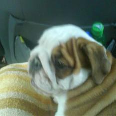 Engelsk bulldog Labor of love Kinibox