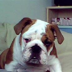 Engelsk bulldog Labor of love Kinibox