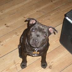 Staffordshire bull terrier Obie