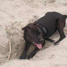Staffordshire bull terrier Obie