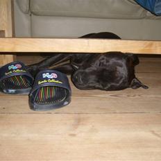 Staffordshire bull terrier Obie