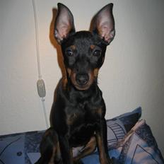 Dvaergpinscher Rødkildes - Gizmo