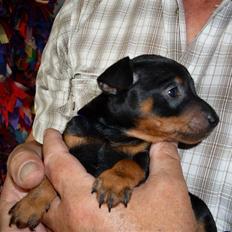 Dvaergpinscher Rødkildes - Gizmo