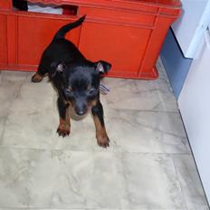 Dvaergpinscher Rødkildes - Gizmo