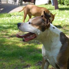 Amerikansk staffordshire terrier Tessa R.I.P
