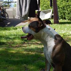 Amerikansk staffordshire terrier Tessa R.I.P