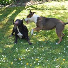 Amerikansk staffordshire terrier Tessa R.I.P
