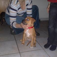 Amerikansk staffordshire terrier Chika