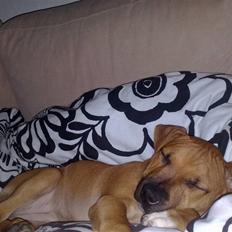 Amerikansk staffordshire terrier Chika