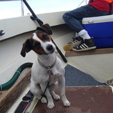 Jack russell terrier Chili