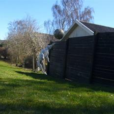 Jack russell terrier Chili