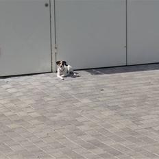 Jack russell terrier Chili