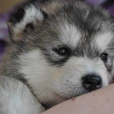 Alaskan malamute Tala (udstationeret)